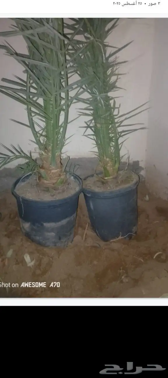 يوجد الدنيا جميع انواع النخيل المثمرة وزينه 3