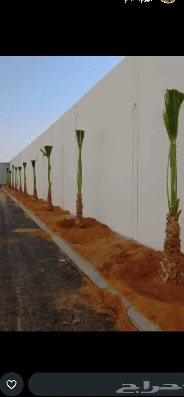 يوجد الدنيا جميع انواع النخيل المثمرة وزينه 0