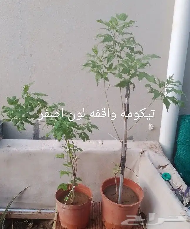 شتلات منوعه 2