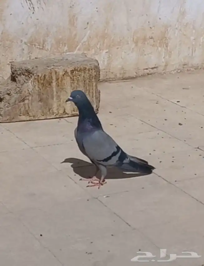 حمام قطيفي انث مطير 0