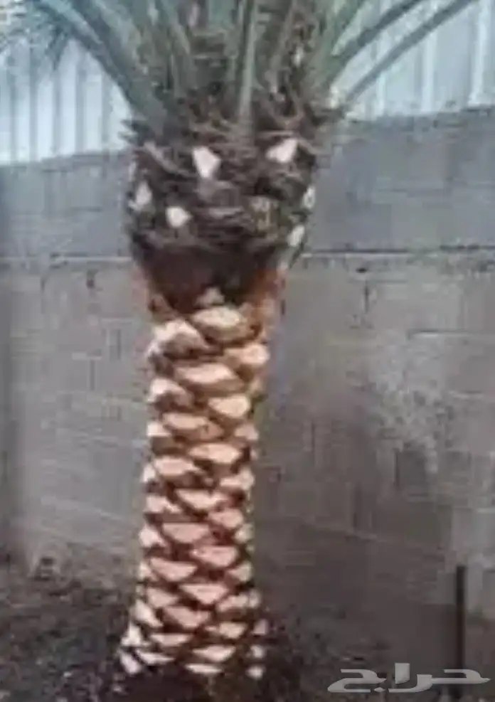 عندناء نخل علا متر وعلا مترين وجميع انخل 2