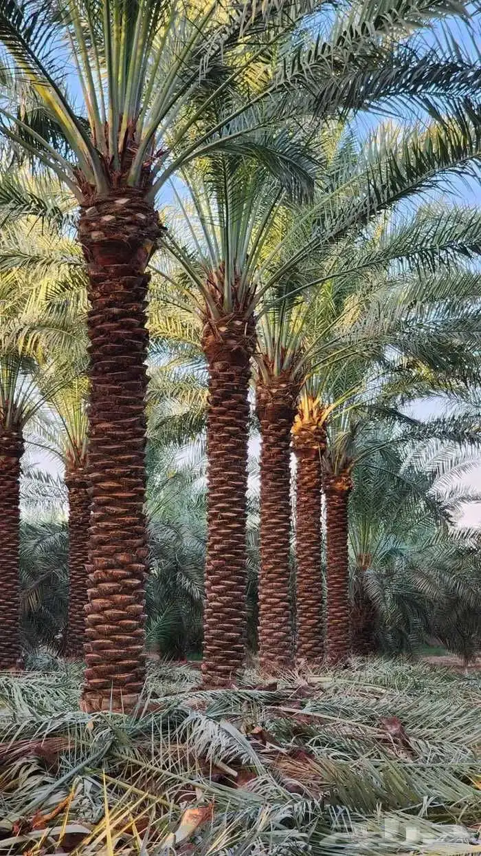 يوجد لدينا جميع انواع النخل عربي ووشنطني من متر الى سته متر 5