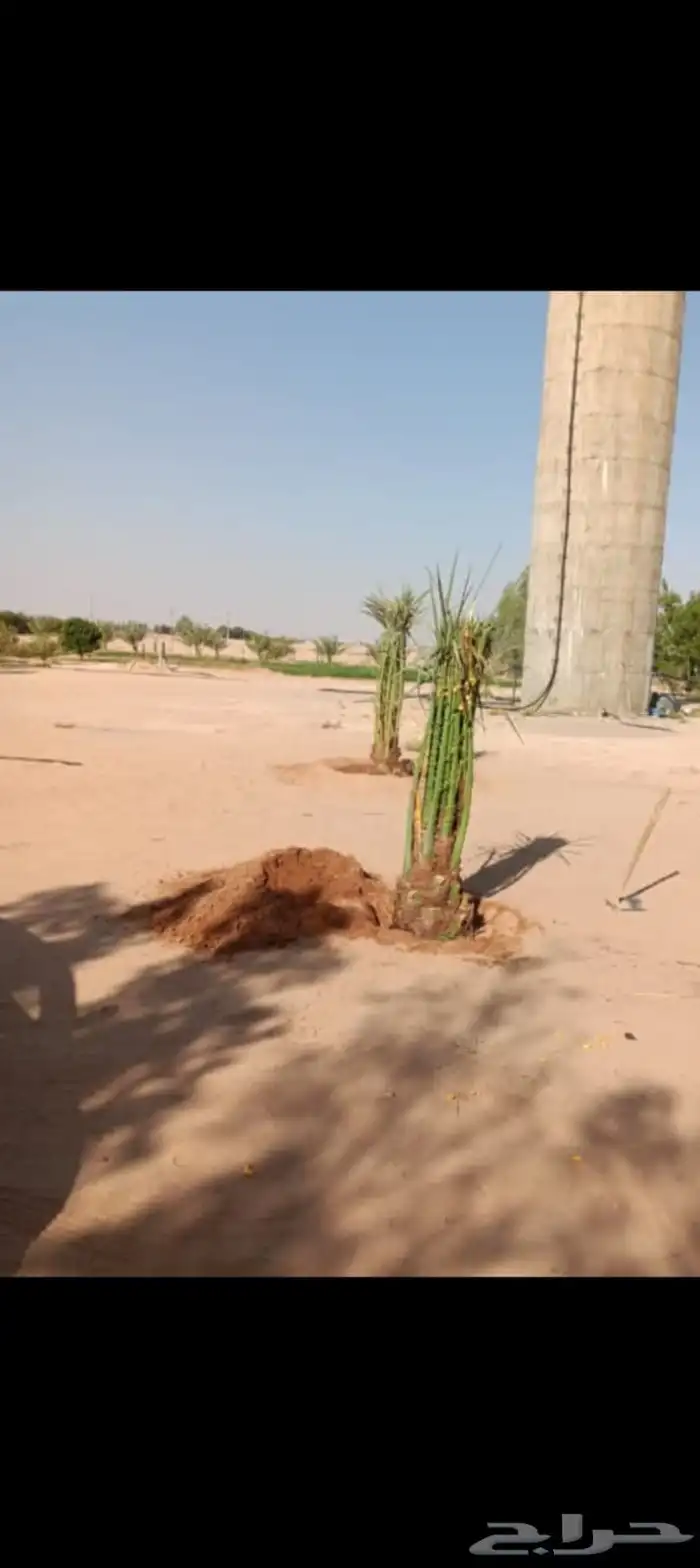 يوجد لدينا جميع انواع النخيل بكافت انوعه والمقاسات 5