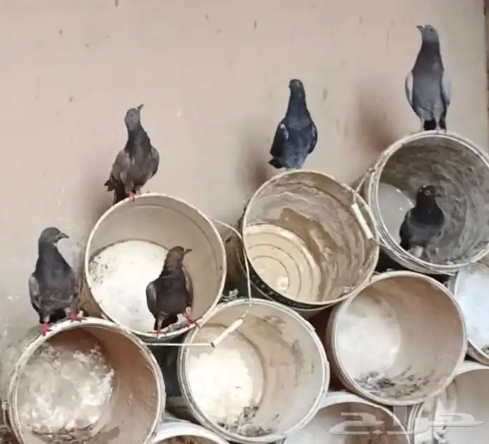 حمام عادي للبيع 0