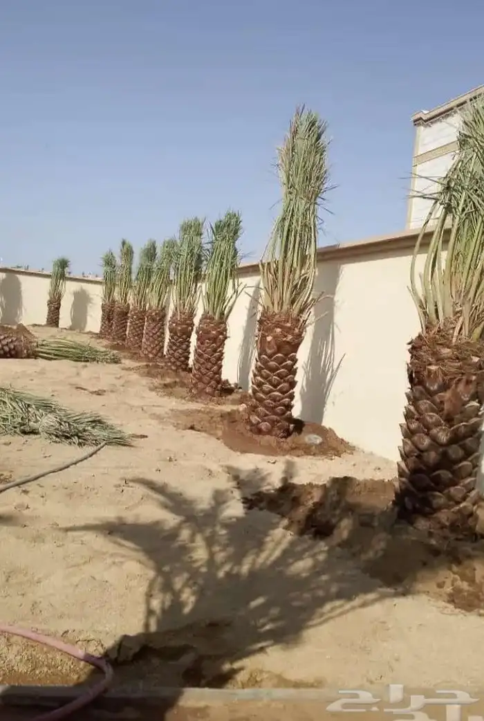 يوجد لدينا جميع انواع النخيل بكافت انوعه والمقاسات 7