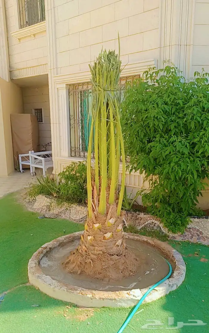 يوجد لدينا جميع انواع النخيل بكافت انوعه والمقاسات 2