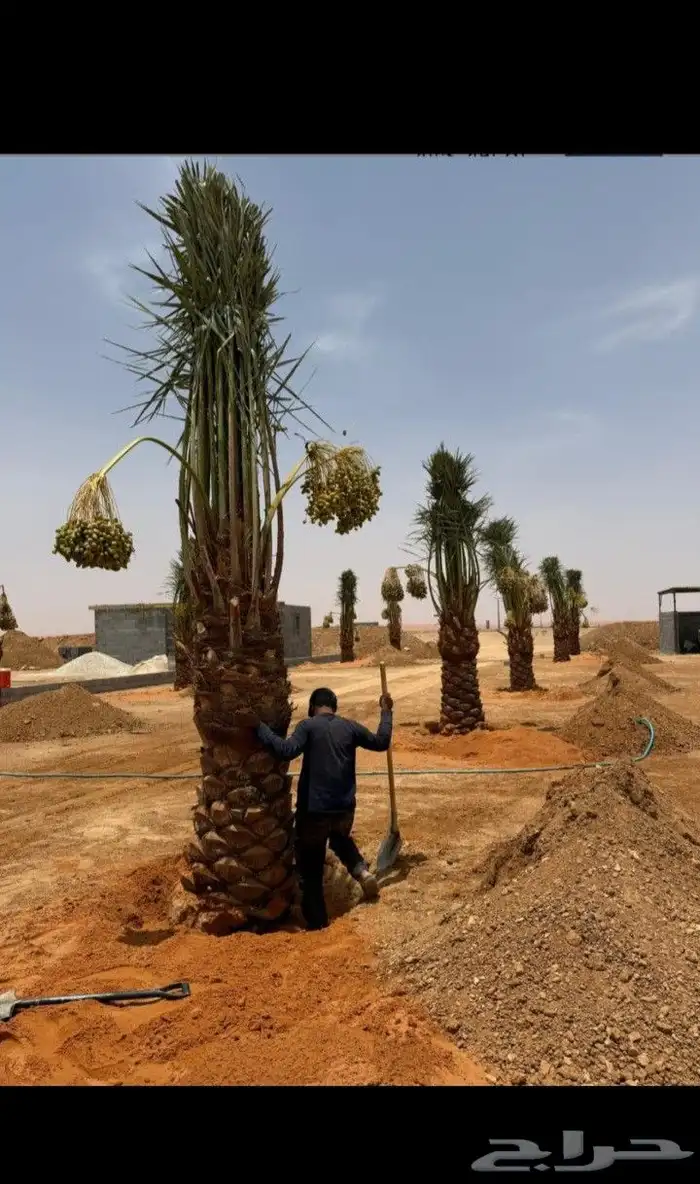 يوجد لدينا جميع انواع النخيل بكافت انوعه والمقاسات 8