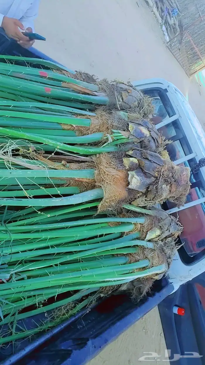 نخل للبيع نخل القصيم جثايث فروخ ونانه صقعي مجدول سكري خلاص 1