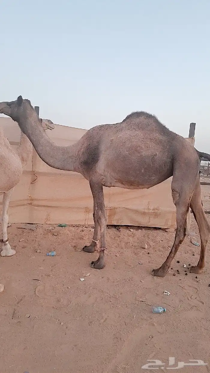 للبيع نياق لقحات 3