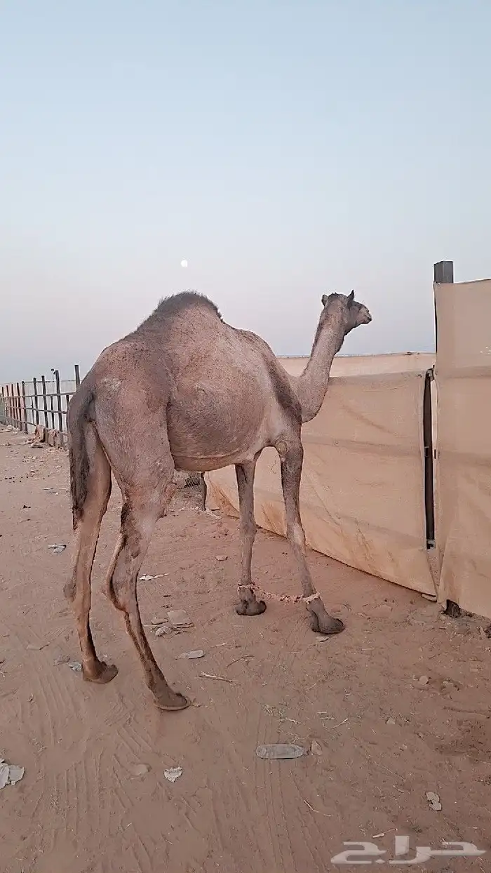 للبيع نياق لقحات 2