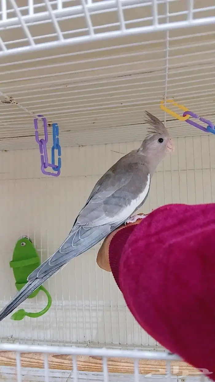 زوج كروان اليف 2