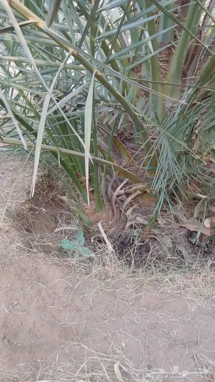 نخل للبيع جميع انواع انخيل العربي والوشنطني 2