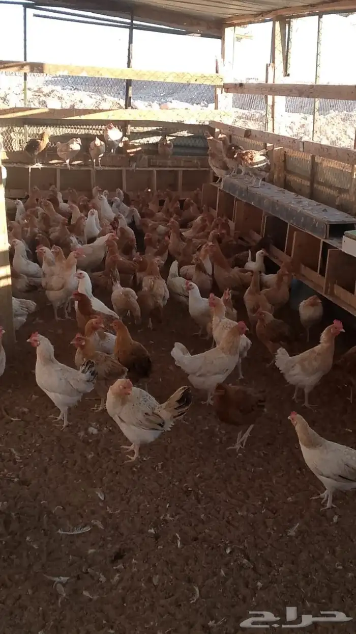 نعرض لكم دجاج بلدي بياض. 1