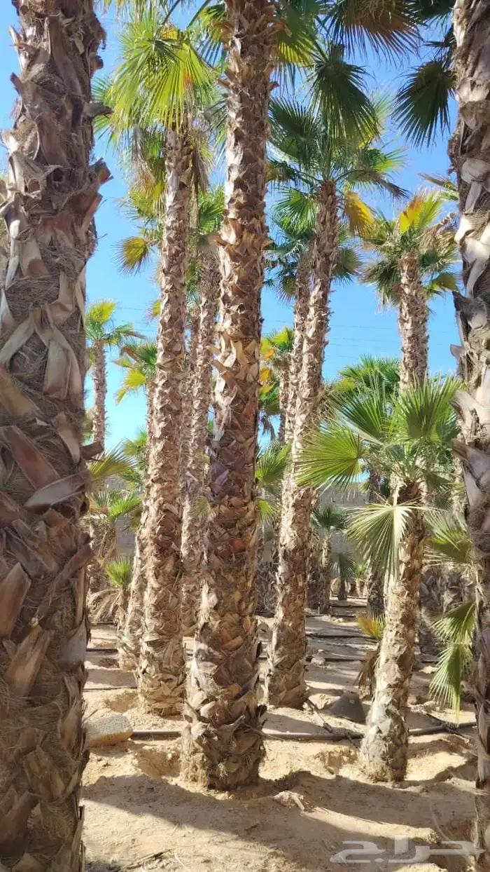 نخل واشنطونيا وشنطونيا الامريكي 3