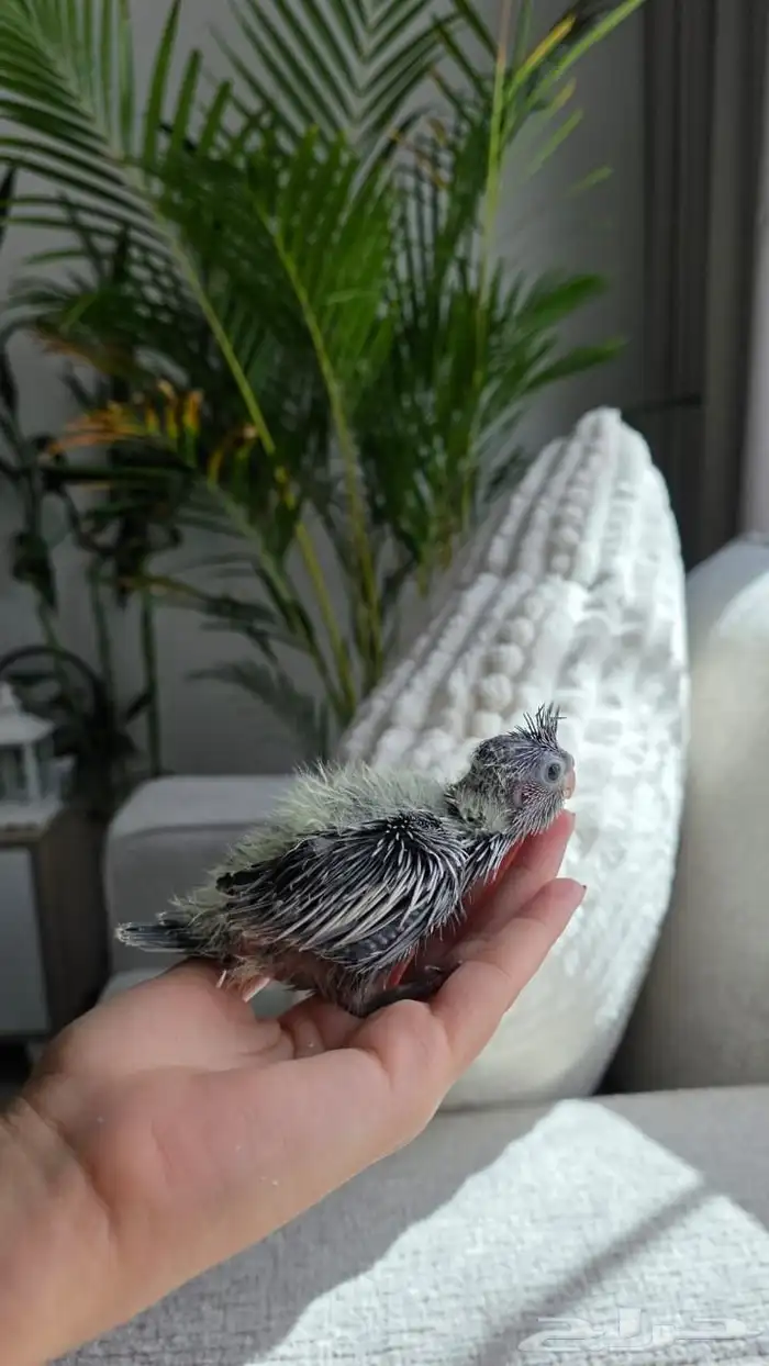 للبيع فرخ كروان 0