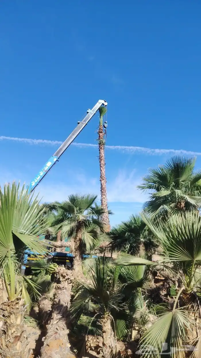 نخل واشنطونيا وشنطونيا الامريكي 5