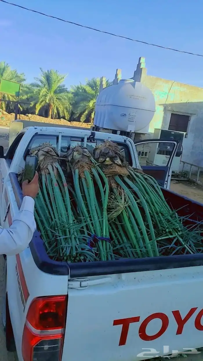 نخل للبيع نخل القصيم جثايث فروخ ونانه صقعي مجدول سكري خلاص 2