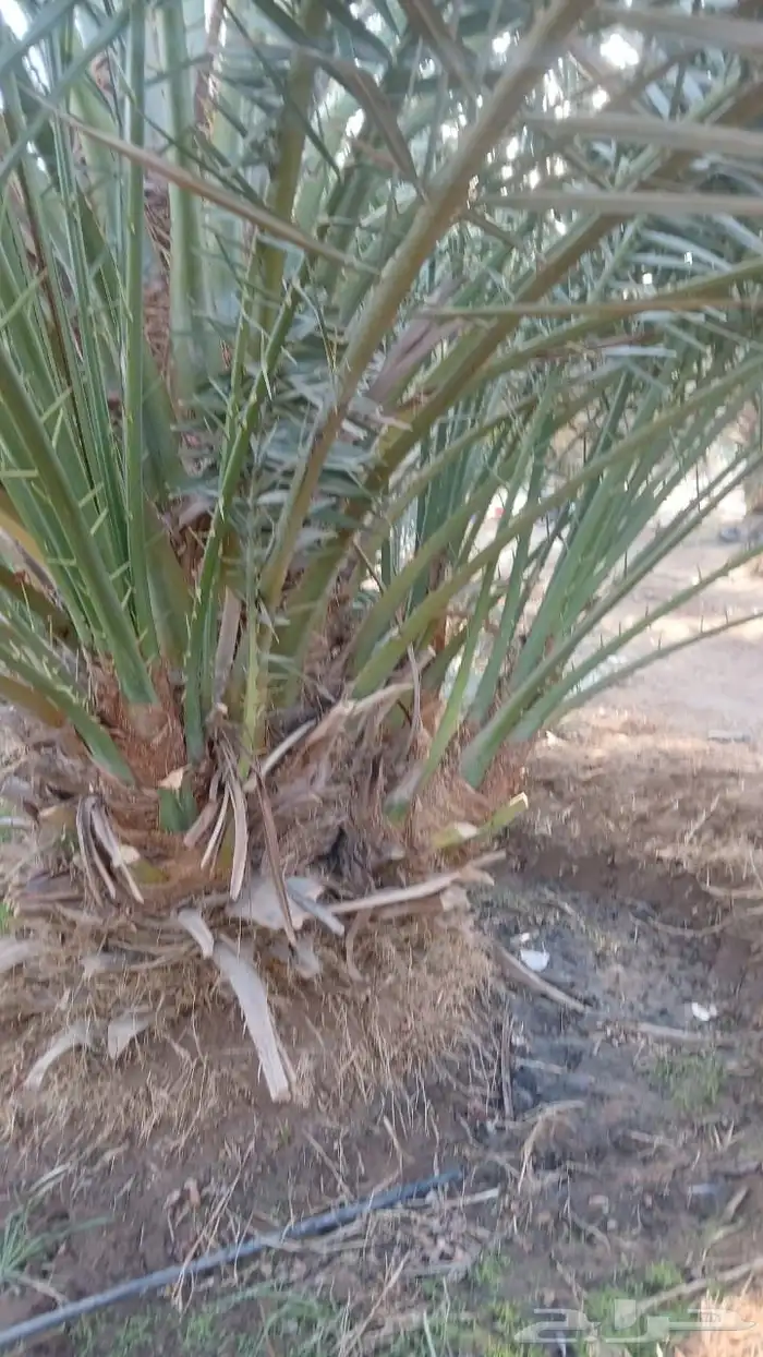 نخل للبيع جميع انواع انخيل العربي والوشنطني 1