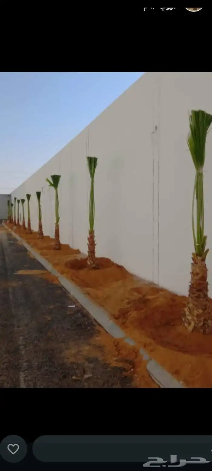 يوجدلدينا جميع انوان النخيل المثمرونخيل الزينه 1