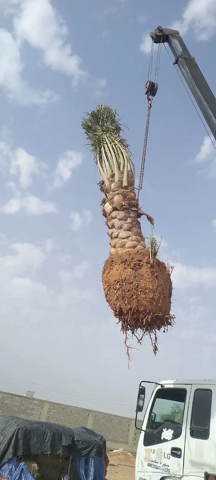 نخيل عربي وشطني زينه لتوصل 9