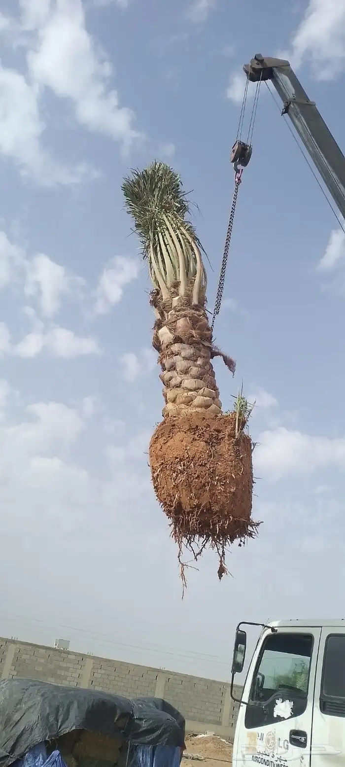 نخيل عربي وشطني زينه لتوصل 8