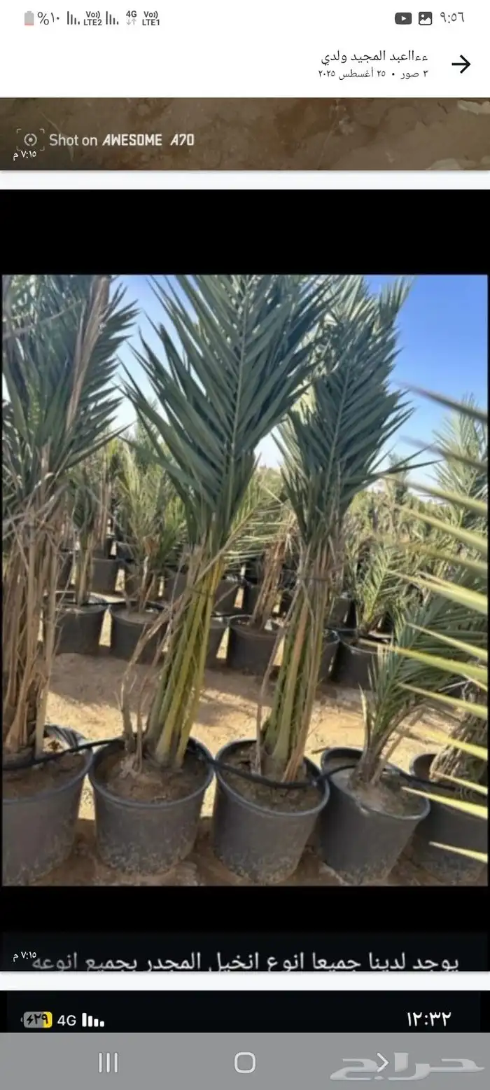 يوجد الدنيا جميع انواع النخيل المثمرة وزينه 4