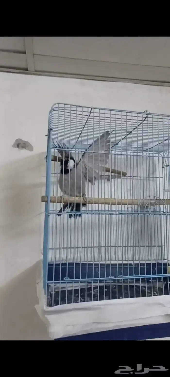 بلبول للبيع انثئ وذكر 3