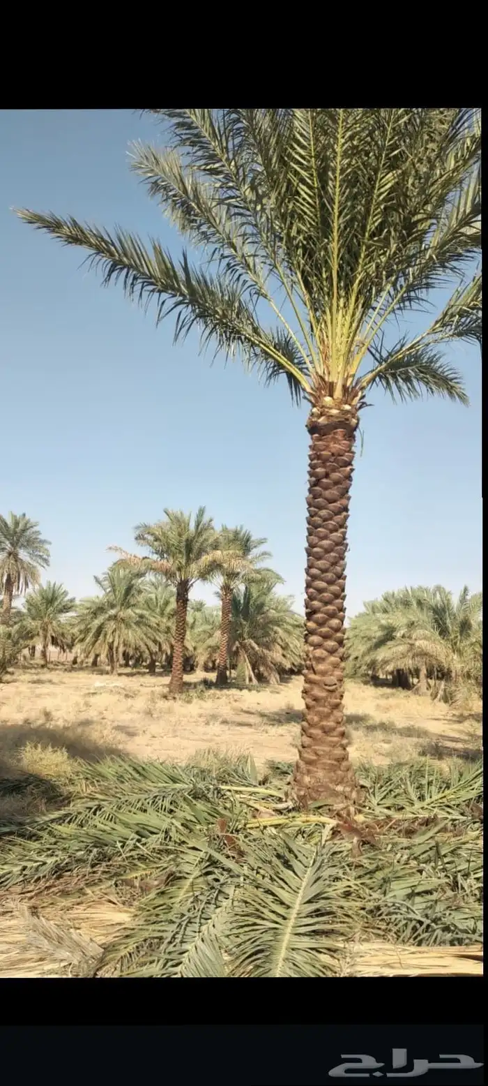 سلام عليكم ورحمة الله وبركاته نخل اللبيع 9