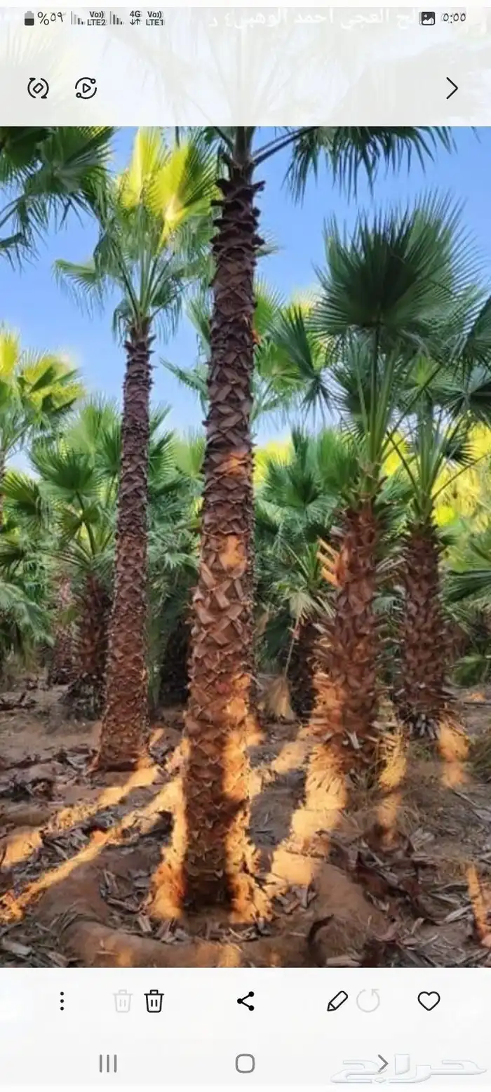 يوجد الدنيا جميع انواع النخيل المثمرة وزينه 7