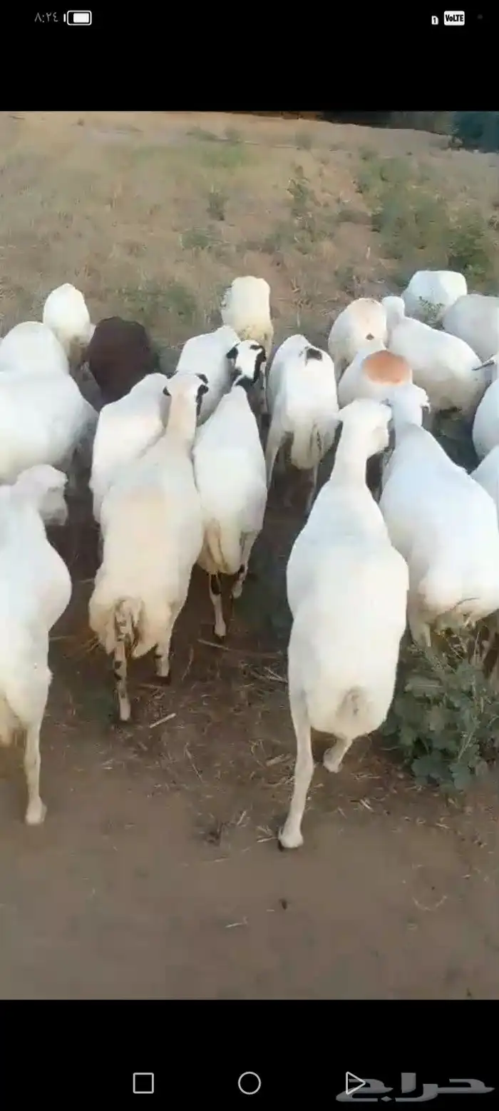 ضان رفيديت دفيع طيبه جروم 1