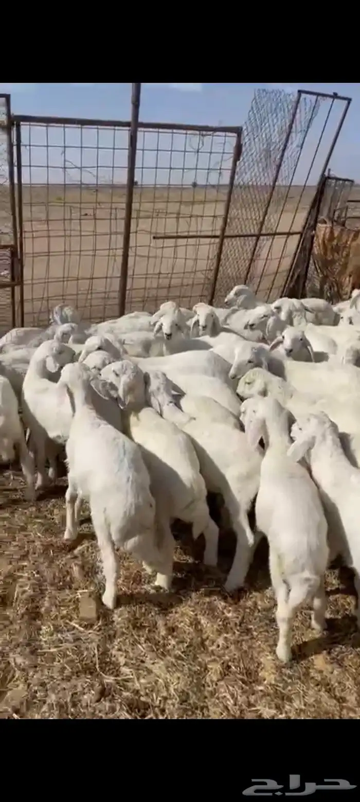 بهم تربيه العدد65 فيها 15 رخل السوم 900 الأن 4