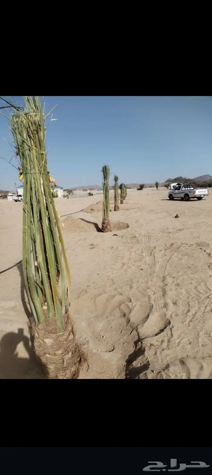 يتوفر لدينا نخيل عربي وزينه للبيع متواجدين في مكه جده ونواحي 2