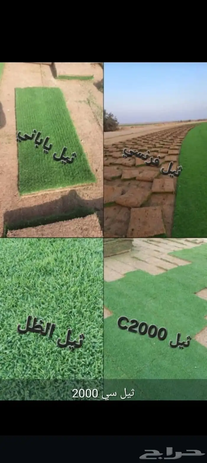 يتوفر لدينا نخيل عربي وزينه للبيع متواجدين في مكه جده ونواحي 7