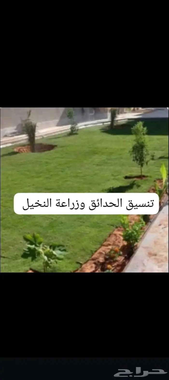يتوفر لدينا نخيل عربي وزينه للبيع متواجدين في مكه جده ونواحي 6