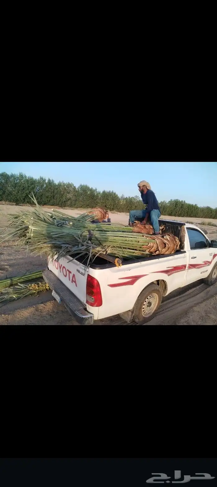 يتوفر لدينا نخيل عربي وزينه للبيع متواجدين في مكه جده ونواحي 4