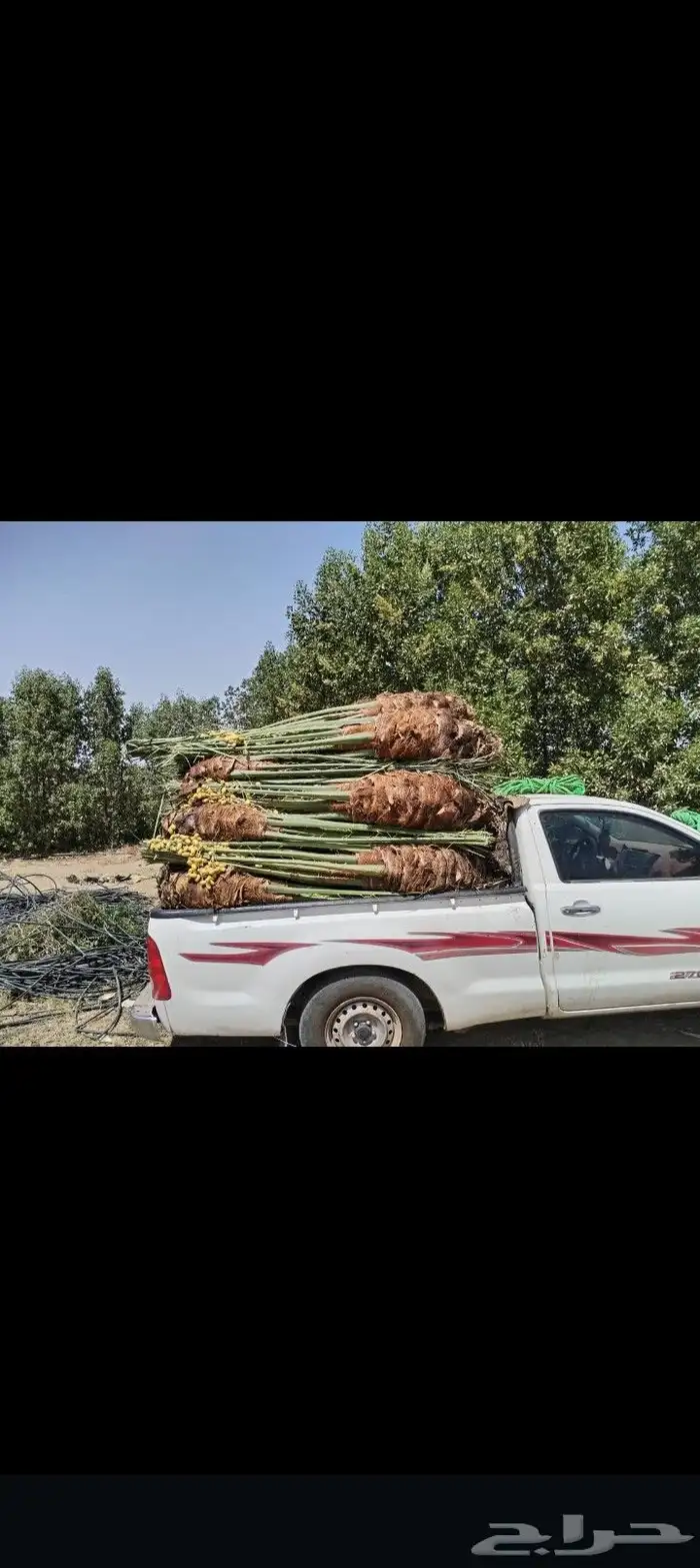 يتوفر لدينا نخيل عربي وزينه للبيع متواجدين في مكه جده ونواحي 5