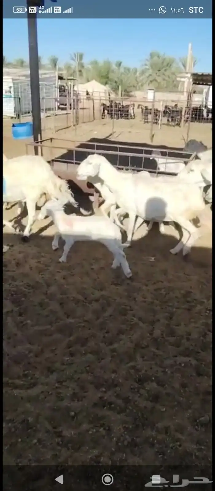 صان ولود. مقاني لاهل المقاني 5