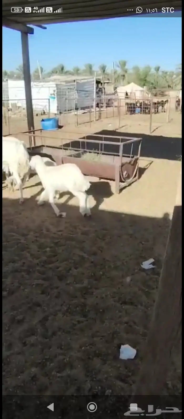 صان ولود. مقاني لاهل المقاني 2