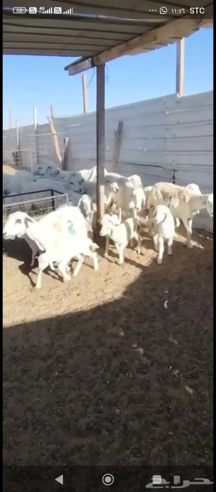 صان ولود. مقاني لاهل المقاني 3