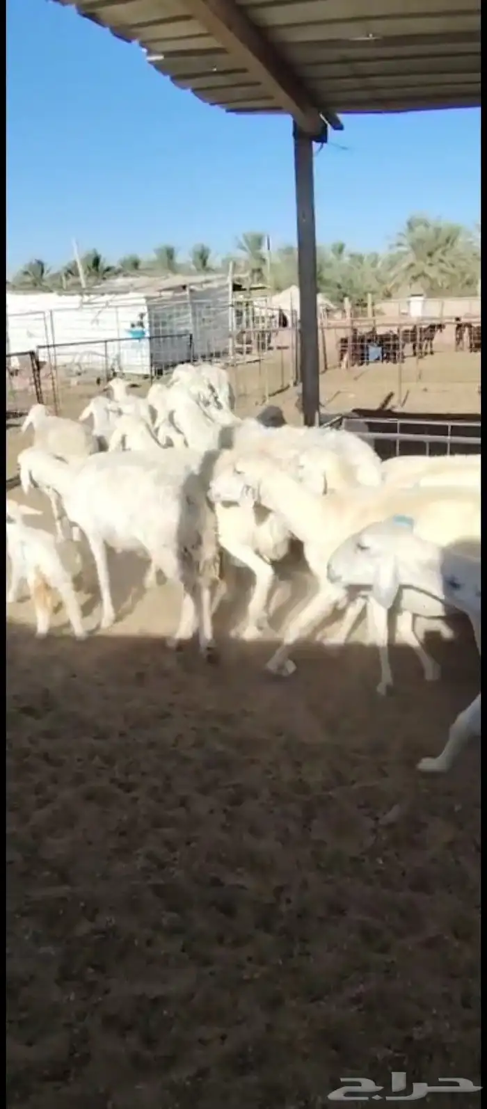 صان ولود. مقاني لاهل المقاني 0