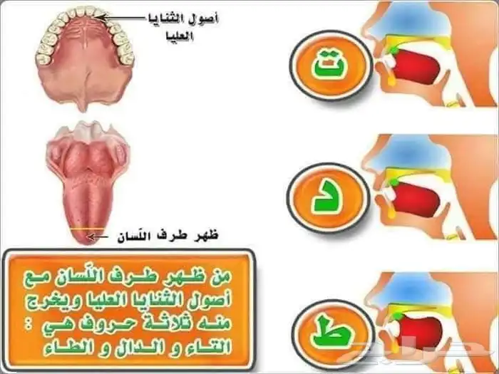 تعليم صعوبات التعلم والنطق ومخارج الحروف والقاعدة النورانيه 4