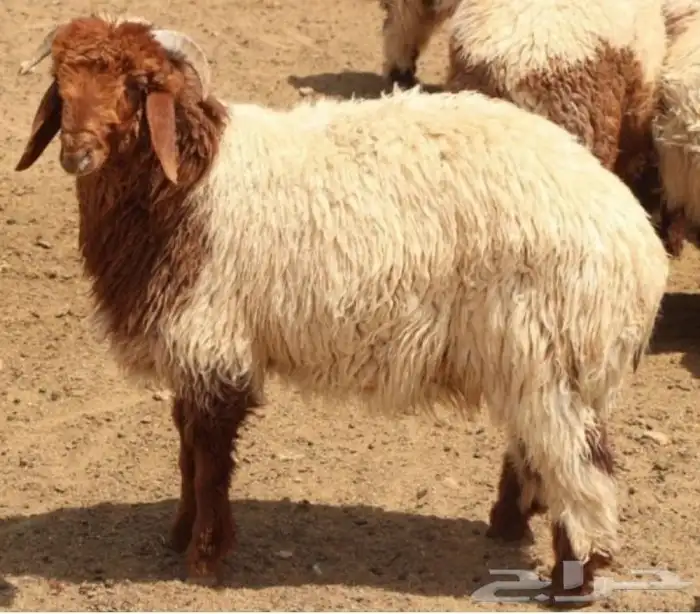 راعي غنم سوداني 0
