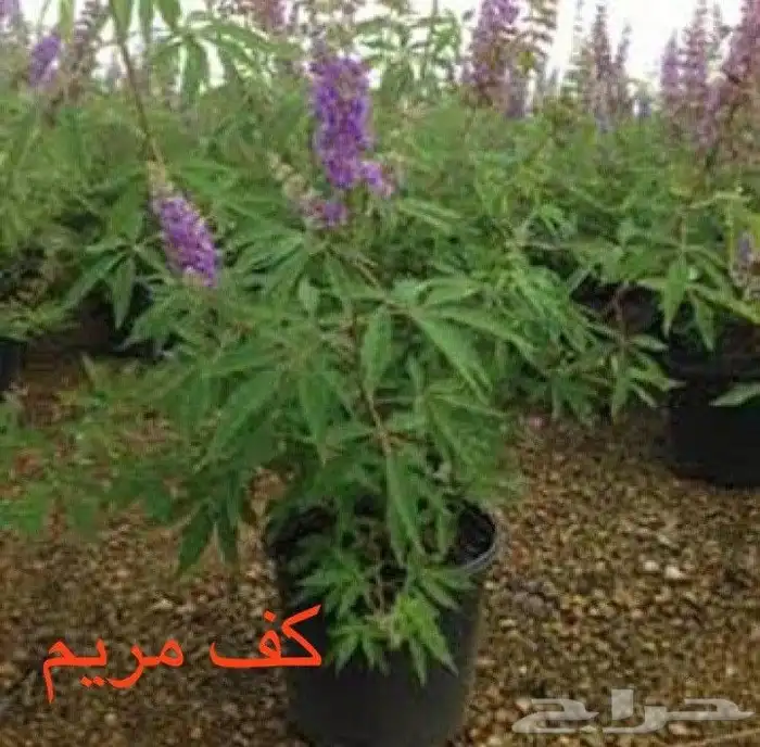 منسق حدائق وتركيب جميع شبكات الري العادي والاتمتك 5