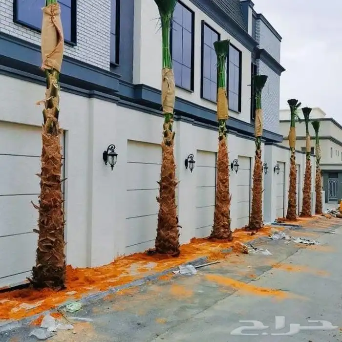 يوجد لدينا جميع انواع النخل عربي ووشنطني من متر الى سته متر 9