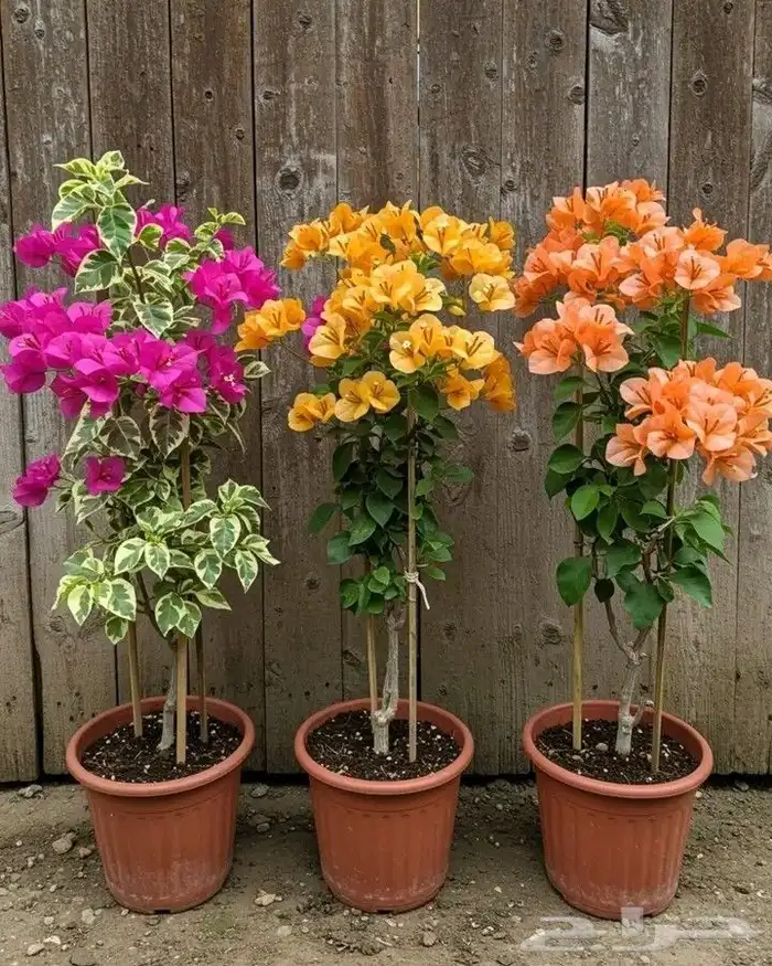 مهندس زراعي متخصص في تنسيق الحدائق وزراعة الأشجار 3