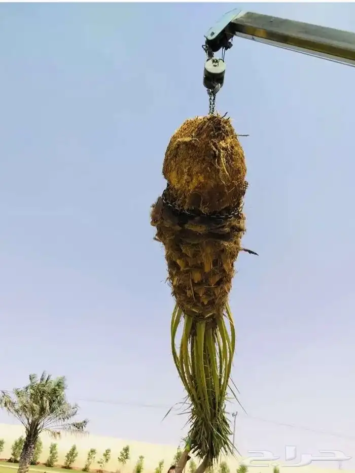 يوجد لدينا جميع انواع النخيل بكافت انوعه والمقاسات 6