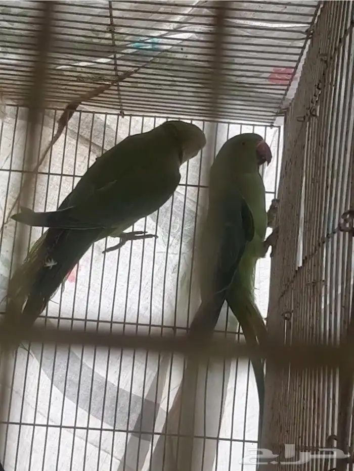 دره جوز للبيع 0