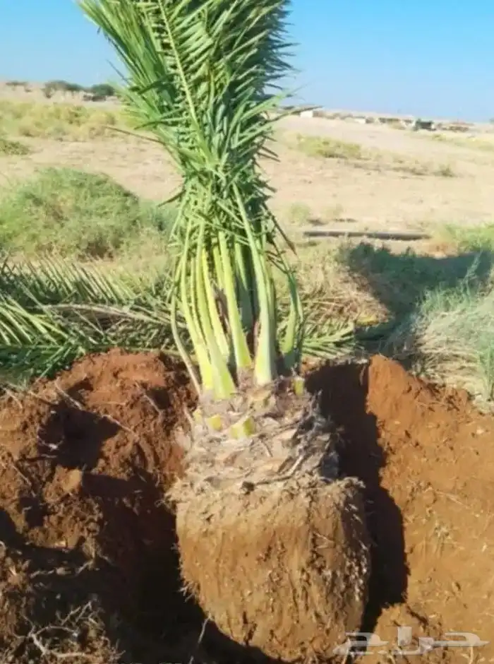 عندناء نخل علا متر وعلا مترين وجميع انخل 0