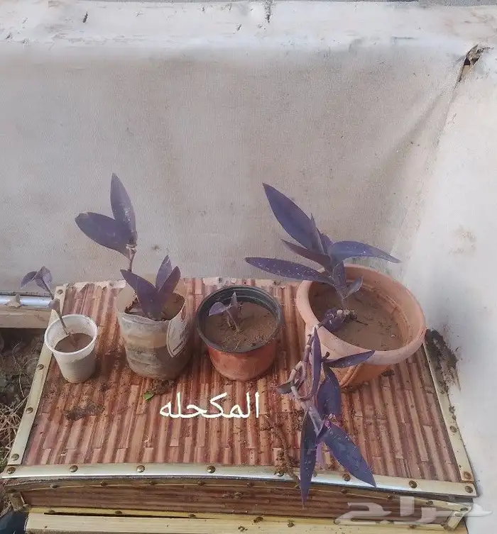 شتلات منوعه 6