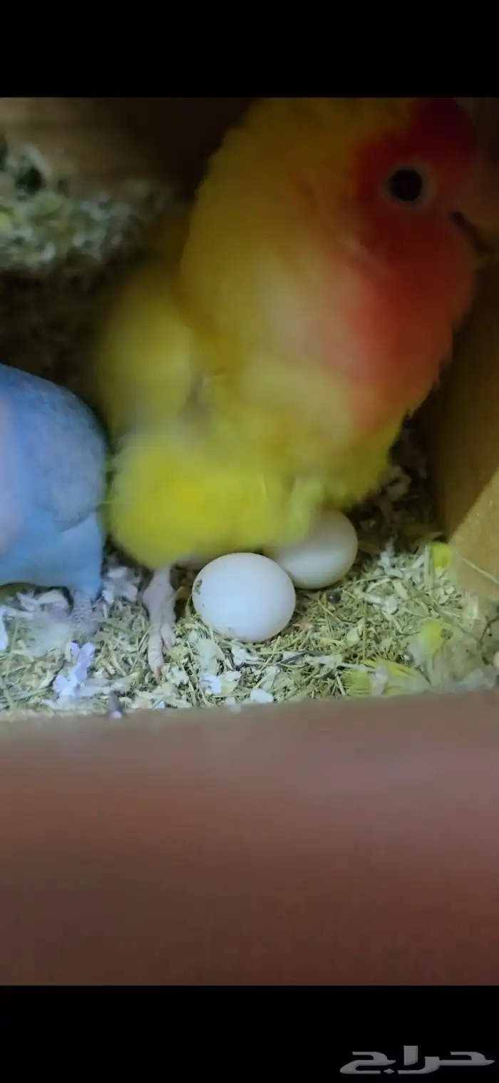 جوز روز تحتهم بيض للبيع ( تم البيع ) 0